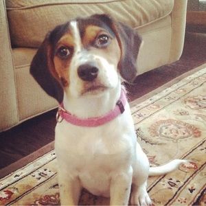 Meet your Posher, Collin